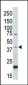 MAPK1 Antibody (C-term)