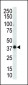 MAPK12 Antibody (C-term)