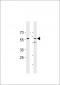 CDC7 (CDC7L1) Antibody (N-term)