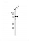 CDC7 (CDC7L1) Antibody (N-term)