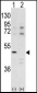 CDK10 Antibody (N-term)