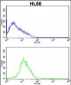 CDK4 Antibody (C-term)