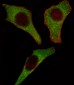 AP7520b-CDK4-Antibody-C-term