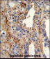 CDK4 Antibody (C-term)