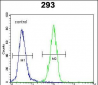 p21 (CDKN1A) Antibody (C-term)