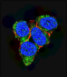 p21 (CDKN1A) Antibody (C-term)