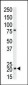 p21 (CDKN1A) Antibody (C-term)