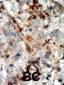 CDKN3 Antibody (C-term)