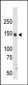 CrkRS (CRK7) Antibody (N-term)