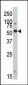 DYRK2 Antibody (N-term)