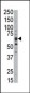 DYRK1B Antibody (C-term)