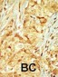 MOK Antibody (C-term)