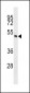 MOK Antibody (C-term)