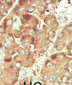 NLK Antibody (C-term)