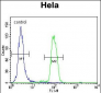 MAPK14 Antibody (C-term)