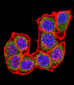 MAPK14 Antibody (C-term)