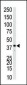 MAPK14 Antibody (C-term)