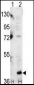 MAPK14 Antibody (C-term)