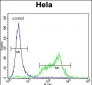 SRPK1 Antibody (N-term)