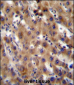 SRPK1 Antibody (N-term)