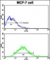 EphB6 Antibody (N-term S45)