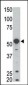 BLK Antibody (N-term)