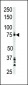 BTK Antibody (Center)