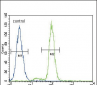 FER Antibody (C-term)