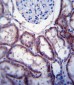 FER Antibody (C-term)