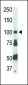 FER Antibody (C-term)