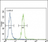 FYN Antibody (N-term)