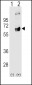 FYN Antibody (N-term)