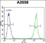 LCK Antibody (N-term)