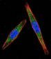 LCK Antibody (N-term)