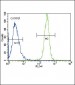 LYN Antibody (N-term)