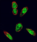 SRC Antibody (N-term)