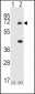 SYK Antibody (C-term)