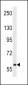 TEC Antibody (Center)