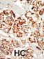 KSR1 Antibody (N-term A7)