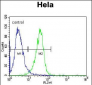 RAF1 Antibody (N-term)