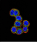 RAF1 Antibody (N-term)