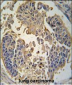 RIPK3 Antibody (C-term)