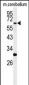 RIPK3 Antibody (C-term)