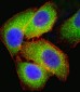 MEK2 (MAP2K2) Antibody (N-term)