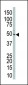 MEK2 (MAP2K2) Antibody (Center)