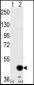 MEK2 (MAP2K2) Antibody (Center)