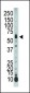 SPAK Antibody (Center)