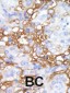 MAP4K1 (HPK1) Antibody (C-term)