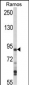 MAP4K1 (HPK1) Antibody (C-term)