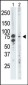 BRD3 Antibody (C-term)